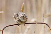 Horsfield's Bushlark, Bool Lagoon, South Australia, February 2006 - click for larger image