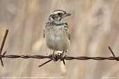 Horsfield's Bushlark, Bool Lagoon, South Australia, February 2006 - click for larger image