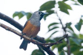 Black-faced Monarch, Paluma, Queensland, Australia, December 2010 - click for larger image