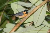 Spectacled Monarch, Daintree, Queensland, Australia, November 2010 - click for larger image
