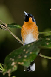 Spectacled Monarch, Daintree, Queensland, Australia, November 2010 - click for larger image