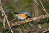 Spectacled Monarch, Kuranda, Queensland, Australia, November 2010 - click for larger image