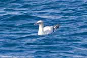 Australasian Gannet, Maria Island, Tasmania, Australia, February 2006 - click for larger image