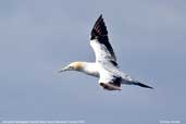 Immature Australasian Gannet, Maria Island, Tasmania, Australia, February 2006 - click for larger image