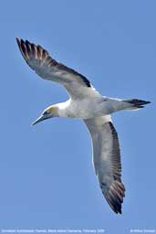 Immature Australasian Gannet, Maria Island, Tasmania, Australia, February 2006 - click for larger image