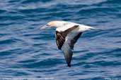 Australasian Gannet, Kangaroo Island, South Australia, March 2006 - click for larger image