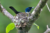 Male Shining Flycatcher, Daintree, Queensland, Australia, November 2010 - click for larger image