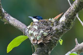 Female Shining Flycatcher, Daintree, Queensland, Australia, November 2010 - click for larger image