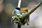 Female Shining Flycatcher, Daintree, Queensland, Australia, November 2010 - click for larger image