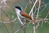 Female Shining Flycatcher, Cooktown, Queensland, Australia, November 2010 - click for larger image