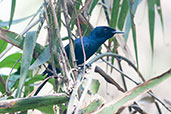 Male Shining Flycatcher, Darwin, Northern Territory, Australia, October 2013 - click for larger image