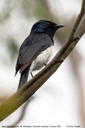 Male Satin Flycatcher, Mt. Wellington, Tasmania, Australia, February 2006 - click for larger image