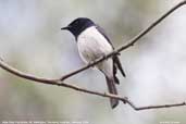 Male Satin Flycatcher, Mt. Wellington, Tasmania, Australia, February 2006 - click for larger image