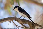 Restless Flycatcher, Menindee, NSW, Australia, March 2006 - click for larger image