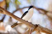 Restless Flycatcher, Menindee, NSW, Australia, March 2006 - click for larger image