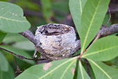 Nest of Paperbark Flycatcher, Kakadu, Northern Territory, Australia, October 2013 - click for larger image
