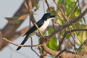 Paperbark Flycatcher, Kakadu, Northern Territory, Australia, October 2013 - click for larger image