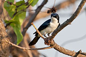 Paperbark Flycatcher, Kakadu, Northern Territory, Australia, October 2013 - click for larger image