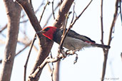 Red-headed Myzomela, Darwin, Northern Territory, Australia, October 2013 - click for larger image