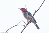 Red-headed Myzomela, Darwin, Northern Territory, Australia, October 2013 - click for larger image