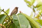 Dusky Myzomela, Kuranda, Queensland, Australia, November 2010 - click for larger image