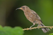 Dusky Myzomela, Kuranda, Queensland, Australia, November 2010 - click for larger image