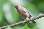 Dusky Myzomela, Kuranda, Queensland, Australia, November 2010 - click for larger image