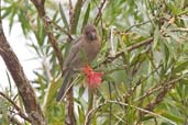 Dusky Myzomela, Kuranda, Queensland, Australia, November 2010 - click for larger image