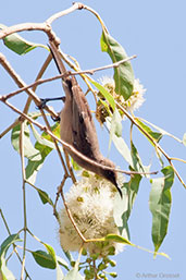 Dusky Myzomela, Adelaide River, Northern Territory, Australia, October 2013 - click for larger image