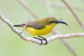 Female Olive-backed Sunbird, Cairns, Queensland, Australia, November 2010 - click for larger image