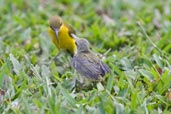 Female feeding chick Olive-backed Sunbird, Cairns, Queensland, Australia, November 2010 - click for larger image