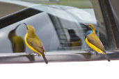 Male and female Olive-backed Sunbird, Cairns, Queensland, Australia, November 2010 - click for larger image