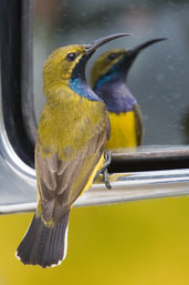 Male Olive-backed Sunbird, Cairns, Queensland, Australia, November 2010 - click for larger image