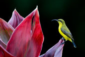 Female Olive-backed Sunbird, Cairns, Queensland, Australia, November 2010 - click for larger image