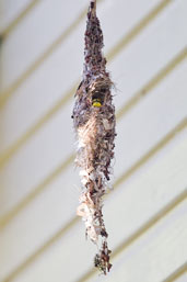 Female Olive-backed Sunbird on the nest, Daintree, Queensland, Australia, November 2010 - click for larger image