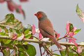 Crimson Finch, Cairns, Queensland, Australia, November 2010 - click for larger image