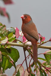Crimson Finch, Cairns, Queensland, Australia, November 2010 - click for larger image