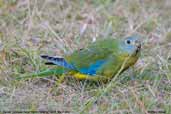 Female Turquoise Parrot, Barren Lands NP, NSW, Australia, March 2006 - click for larger image