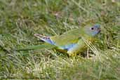 Female Turquoise Parrot, Barren Lands NP, NSW, Australia, March 2006 - click for larger image