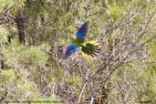 Female Turquoise Parrot, Barren Lands NP, NSW, Australia, March 2006 - click for larger image