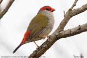 Red-browed Finch, Wye Valley, Victoria, Australia, February 2006 - click for larger image