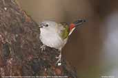 Red-browed Finch, Murramarang, NSW, Australia, March 2006 - click for larger image