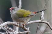 Red-browed Finch, Murramarang, NSW, Australia, March 2006 - click for larger image