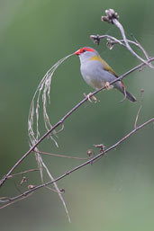 Red-browed Finch, near Kuranda, Queensland, Australia, November 2010 - click for larger image