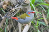 Red-browed Finch, near Kuranda, Queensland, Australia, November 2010 - click for larger image