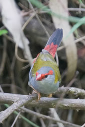 Red-browed Finch, near Kuranda, Queensland, Australia, November 2010 - click for larger image