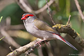 Red-browed Finch, near Adelaide, South Australia, September 2013 - click for larger image