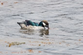 Male Green Pygmy-goose, Mareeba, Queensland, Australia, November 2010 - click for larger image