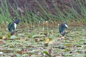 Male and female Green Pygmy-goose, Cooktown, Queensland, Australia, November 2010 - click for larger image