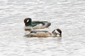 Male and female Green Pygmy-goose, Mareeba, Queensland, Australia, November 2010 - click for larger image